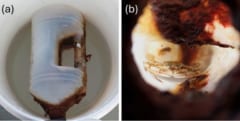 漂流するボトルに閉じ込められ「2カ月を生き延びたカニ」を発見の画像 2/3