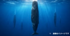 マッコウクジラが「垂直姿勢」で眠れるしくみを解明の画像 1/2