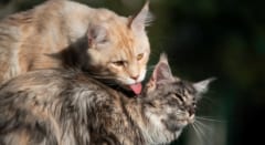 猫の毛づくろいには「友好」だけでなく「圧力」の意味もある