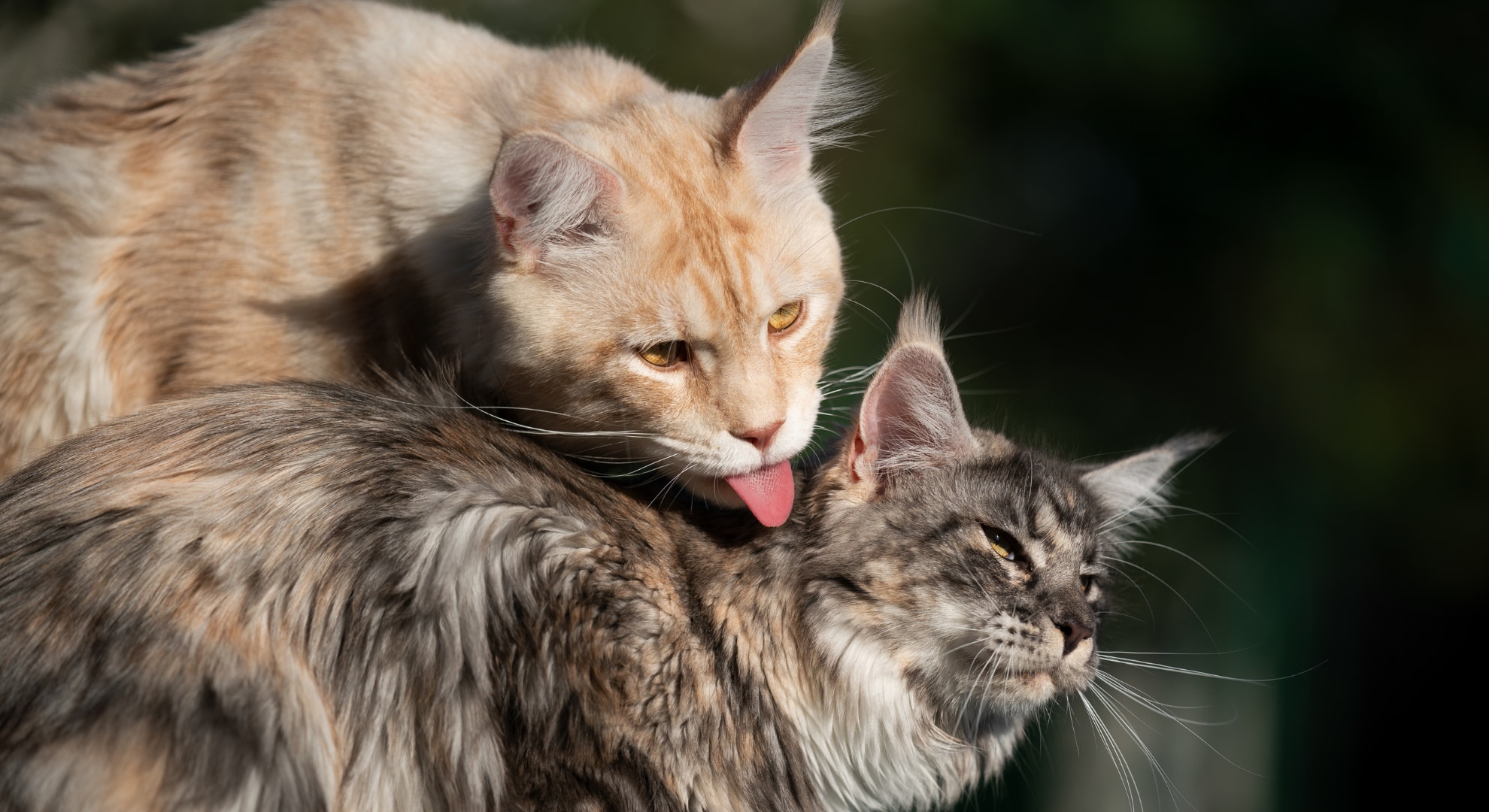 猫の毛づくろいには「友好」だけでなく「圧力」の意味もある