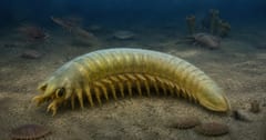 5億年前の化石から「クモの牙」につながる最古の証拠を発見の画像 1/1