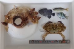 漂流するボトルに閉じ込められ「2カ月を生き延びたカニ」を発見の画像 3/3
