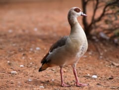 タカの母親が「カモの卵を育てる」事例を発見、しかし恐るべき結末が…の画像 2/3