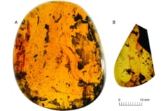 9900万年前の琥珀から「新種のヤモリ」を発見、ミャンマーの画像 2/3