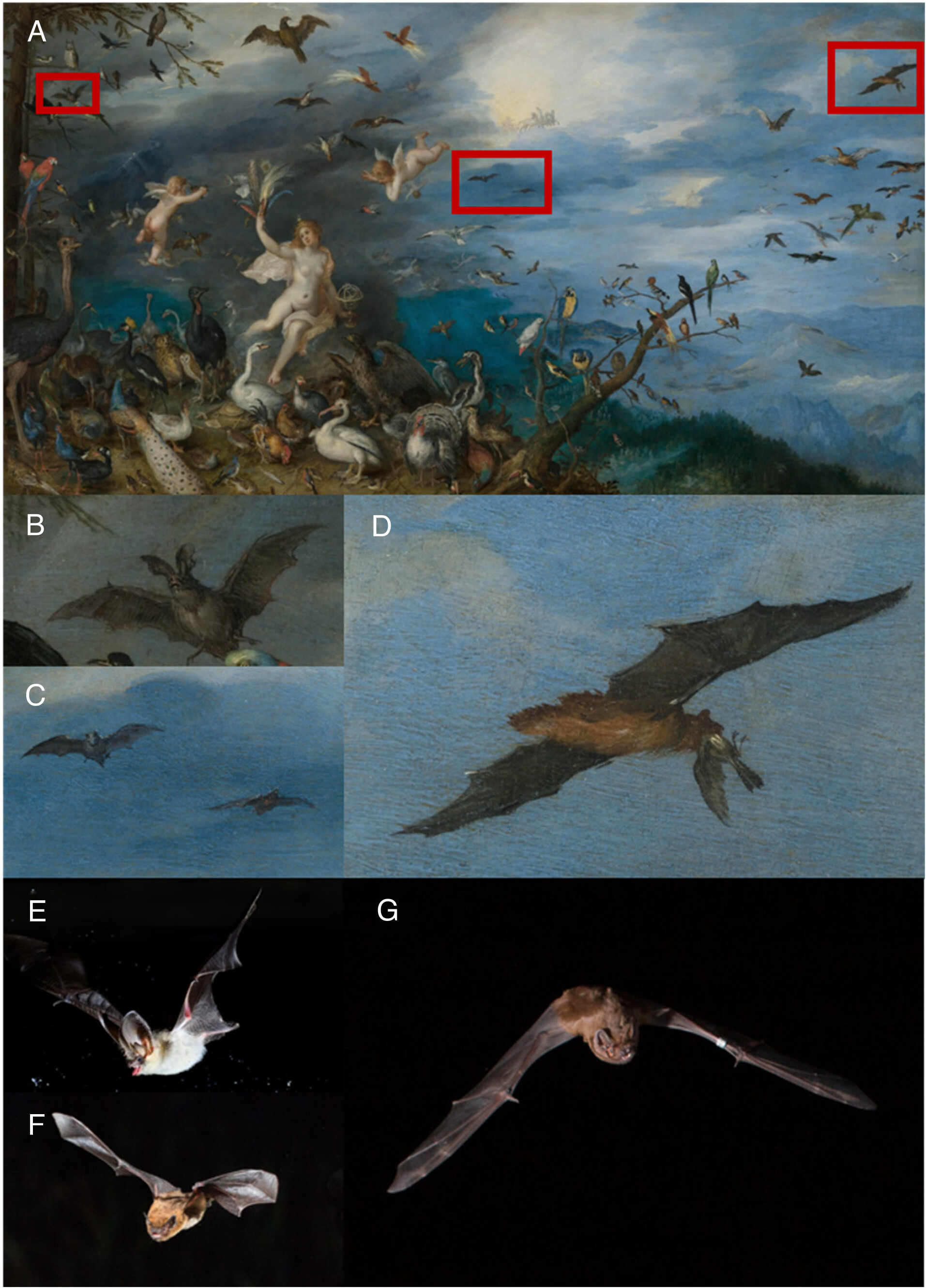 判明したばかりの「鳥を食べるコウモリ」の捕食行動、実は400年前の絵画に描かれていたの画像 3/3