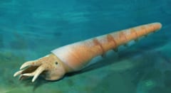 最古の頭足類は米粒より小さく、5億2000万年前に生きていた