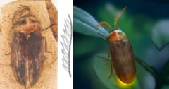 ”前例のない触角”をもつ「1億年前」のホタル近縁種、琥珀から発見の画像 1/1