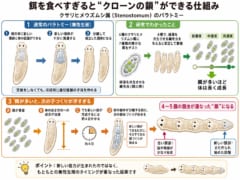 ワームに過度の餌を与えると、クローン個体が鎖状につながった「怪物」が誕生したの画像 3/3