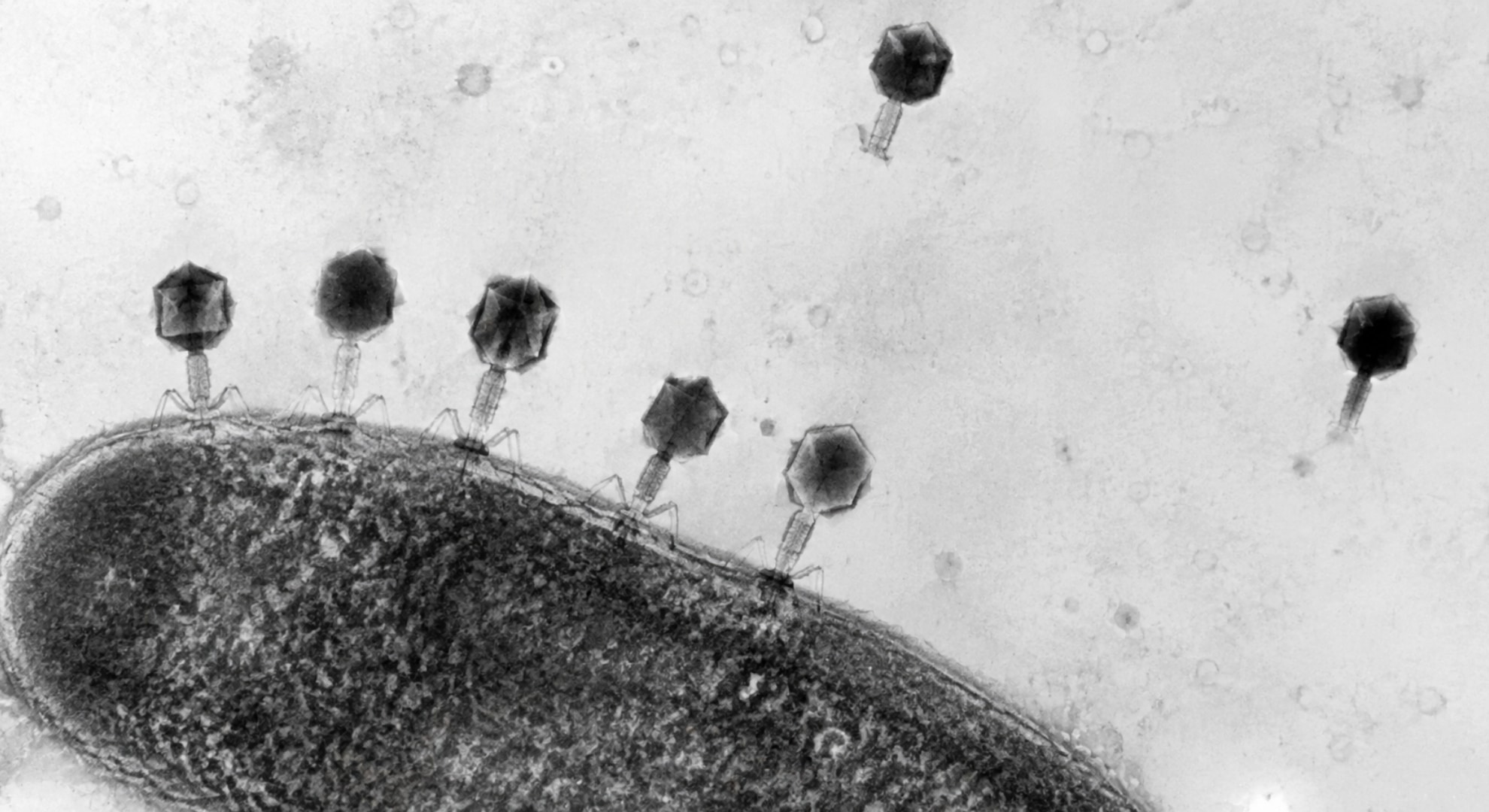耐性菌にウイルスをぶつける