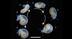 ヘルメス生誕の山で発見された透明な巻貝、新種どころか新属だったの画像 2/5
