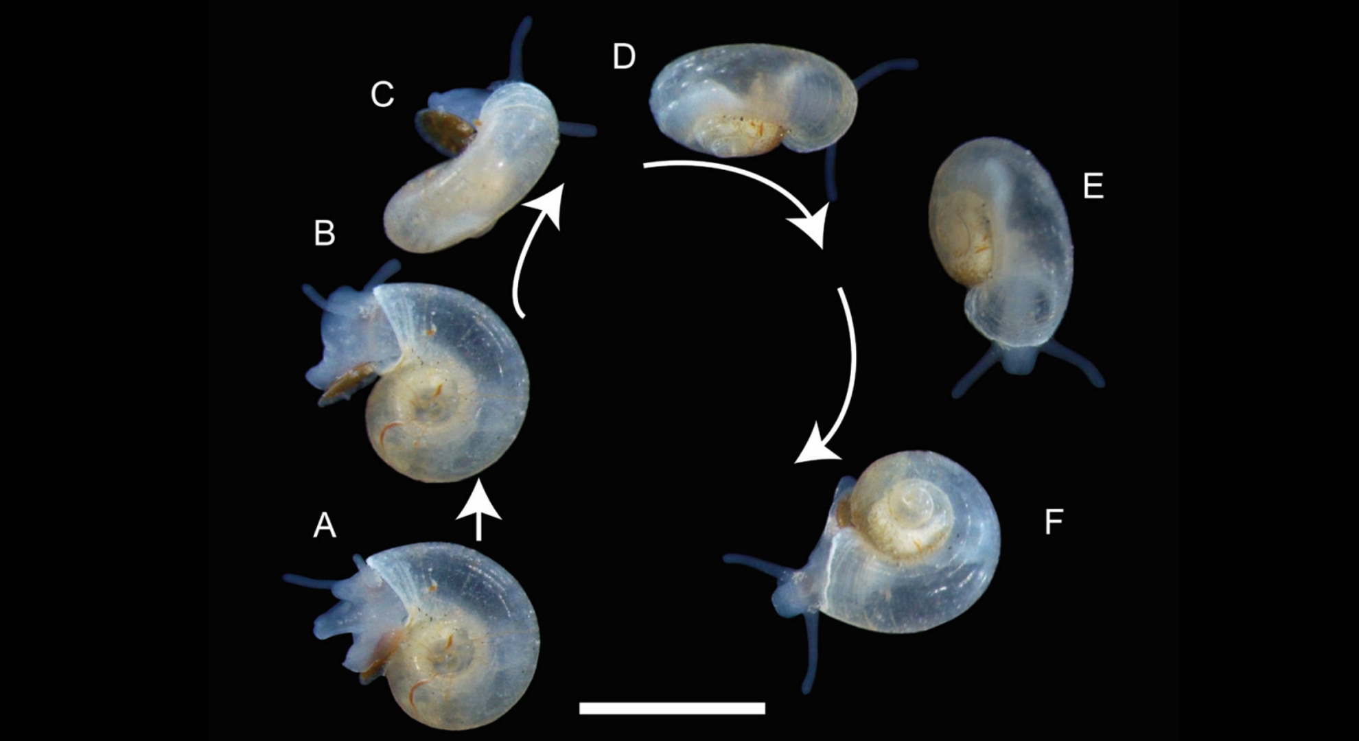 ヘルメス生誕の山で発見された透明な巻貝、新種どころか新属だったの画像 2/5