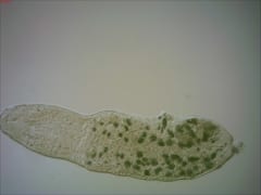 ワームに過度の餌を与えると、クローン個体が鎖状につながった「怪物」が誕生したの画像 2/3