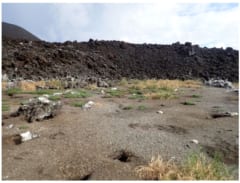 火山噴火で海にできた西之島への「植物の侵入経路」を解明の画像 3/4