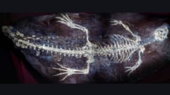 1億2500万年前のワニの尾の皮膚に「縞模様」が残っていた