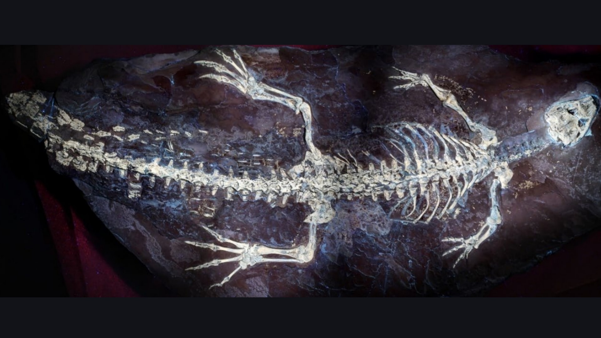 1億2500万年前のワニの尾の皮膚に「縞模様」が残っていた