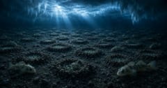 南極の海底に隠されていた「魚の帝国」を発見の画像 1/3