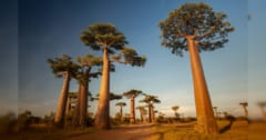 新種の「バオバブの木」をマダガスカルで発見の画像 1/3
