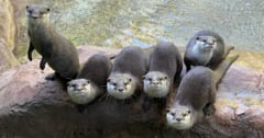 動物園のカワウソは人が来ると「テンションが上がる」と判明の画像 1/3