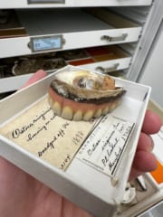 「人間の歯が生えたカキ」奇妙な標本が生まれた驚きの物語の画像 2/3