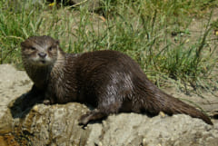 動物園のカワウソは人が来ると「テンションが上がる」と判明の画像 2/3