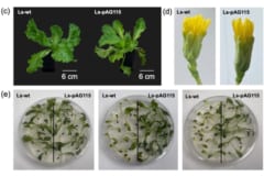 レタスに「肉のタンパク質」を作らせることに初成功の画像 2/2
