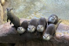 動物園のカワウソは人が来ると「テンションが上がる」と判明の画像 3/3