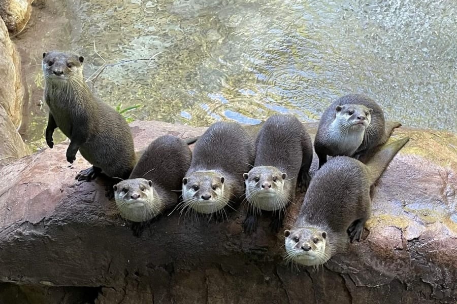動物園のカワウソは人が来ると「テンションが上がる」と判明