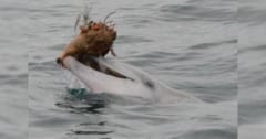 イルカが「貝殻」を使って魚を捕らえる技を撮影の画像 1/3