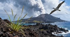 火山噴火で海にできた西之島への「植物の侵入経路」を解明の画像 1/4
