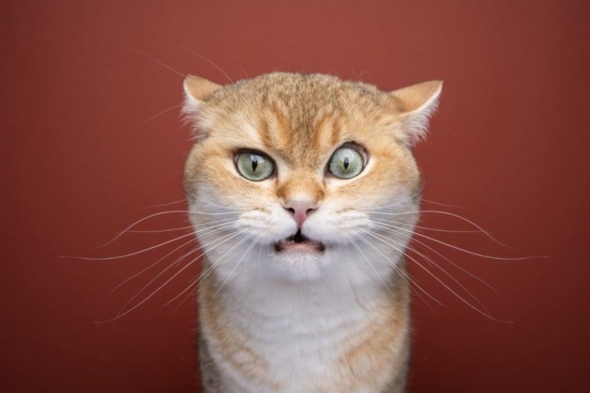 猫の「ニオイを嗅いだ後の変顔」を調べて、個体を見分ける仕組みを発見