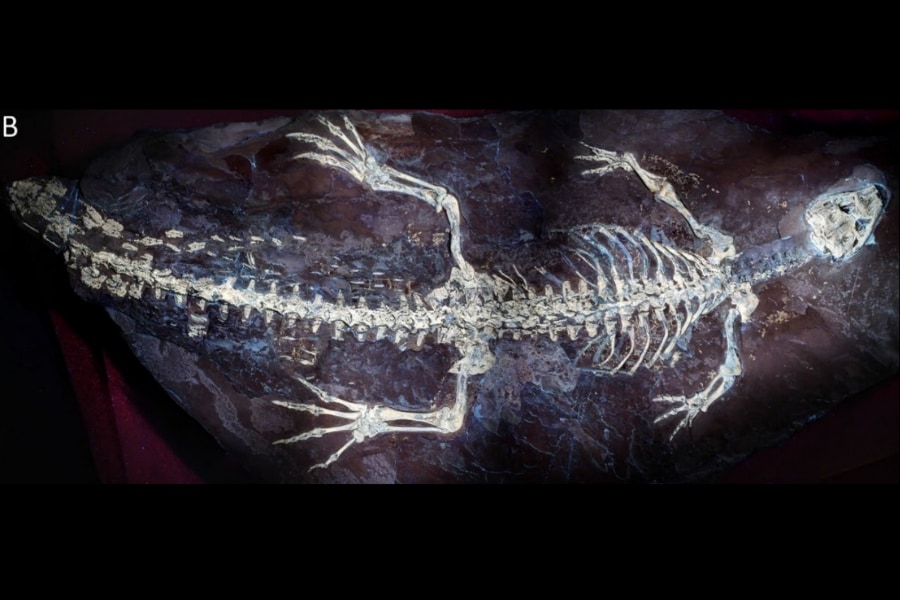 1億2500万年前のワニの尾の皮膚に「縞模様」が残っていた