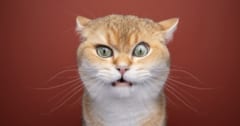 猫の「ニオイを嗅いだ後の変顔」を調べて、個体を見分ける仕組みを発見の画像 1/1