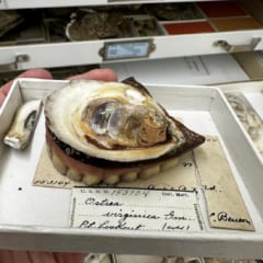 「人間の歯が生えたカキ」奇妙な標本が生まれた驚きの物語の画像 3/3