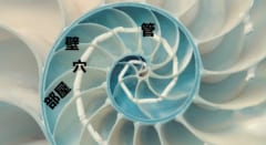 最古の頭足類は米粒より小さく、5億2000万年前に生きていたの画像 3/6