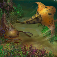 頭に翼が生えていた⁈ デボン紀にいた「新種の装甲魚」を発見の画像 3/3