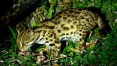 絶滅寸前の「対馬のヤマネコ」に前例のない半分の尻尾――イエネコの痕跡はみつからず