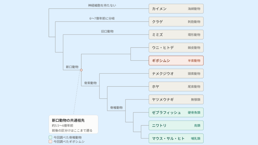 「2つの種」は5億年以上受け継がれてきた