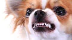 チワワはメキシコにいた昔の犬を祖先に持つ