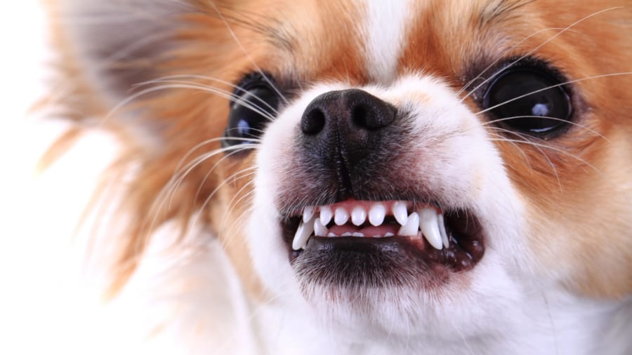 チワワはメキシコにいた昔の犬を祖先に持つ