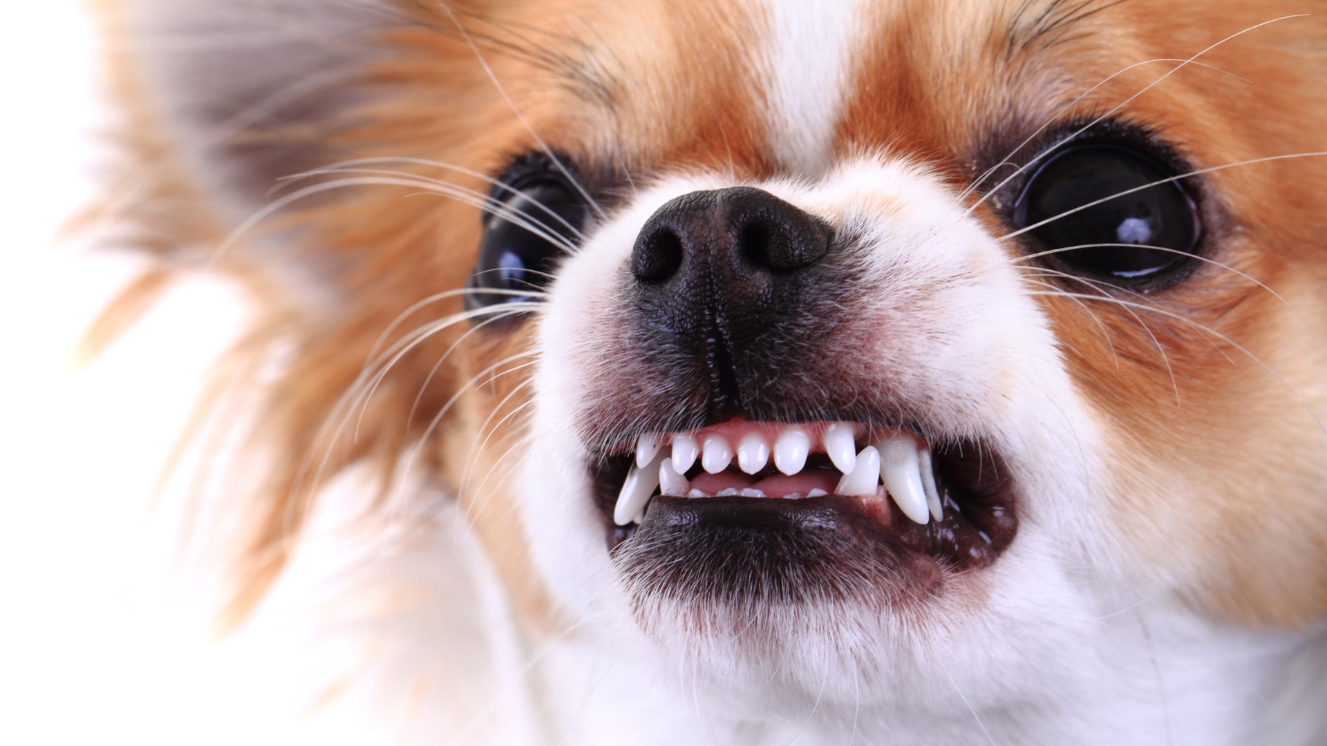チワワはメキシコにいた昔の犬を祖先に持つ