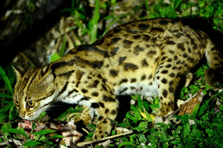 絶滅寸前の「対馬のヤマネコ」に前例のない半分の尻尾――イエネコの痕跡はみつからず