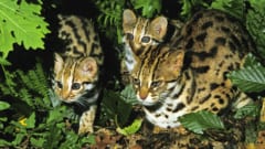 対馬のヤマネコは替えがきかない