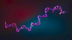「RNAワールド」の始まりが特定された――43億3000万年前と結論