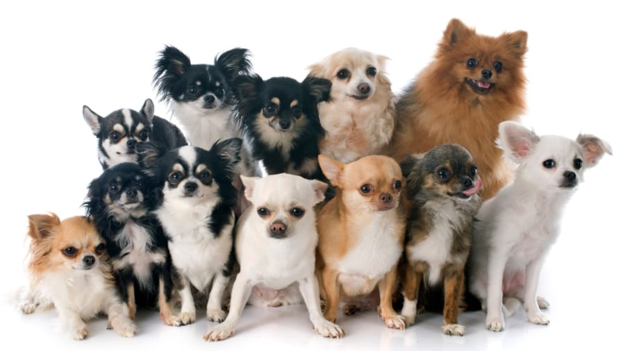 コラム:遺伝学は「弱い犬ほどよく吠える」に迫っている