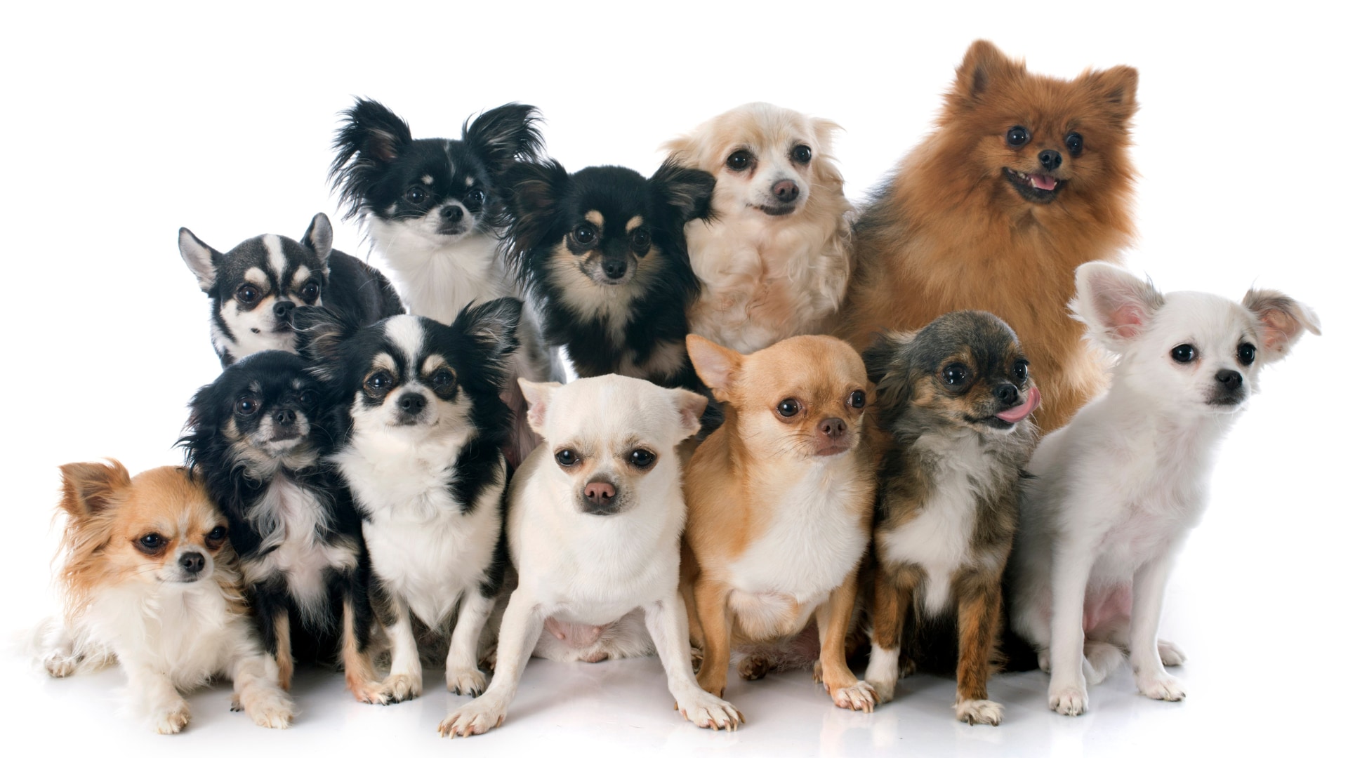コラム：遺伝学は「弱い犬ほどよく吠える」に迫っている