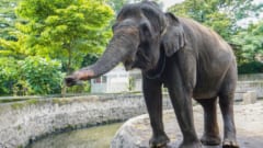 ゾウの自制心を、長い鼻で試す