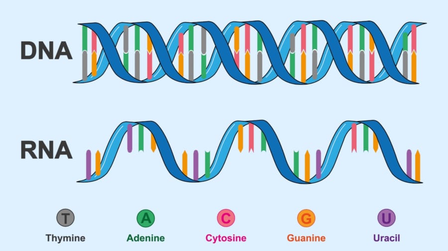 DNAとRNA