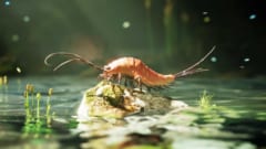 40年間「エビの子ども」と思われていた化石の正体は、24本脚の昆虫だった