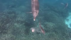 魚が吐くまで追い回し吐瀉物だけ食べる「ゲロ狩りイルカ」がいた
