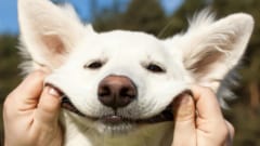 犬の脳は母音ではなく子音で言葉の区切りをみつけている